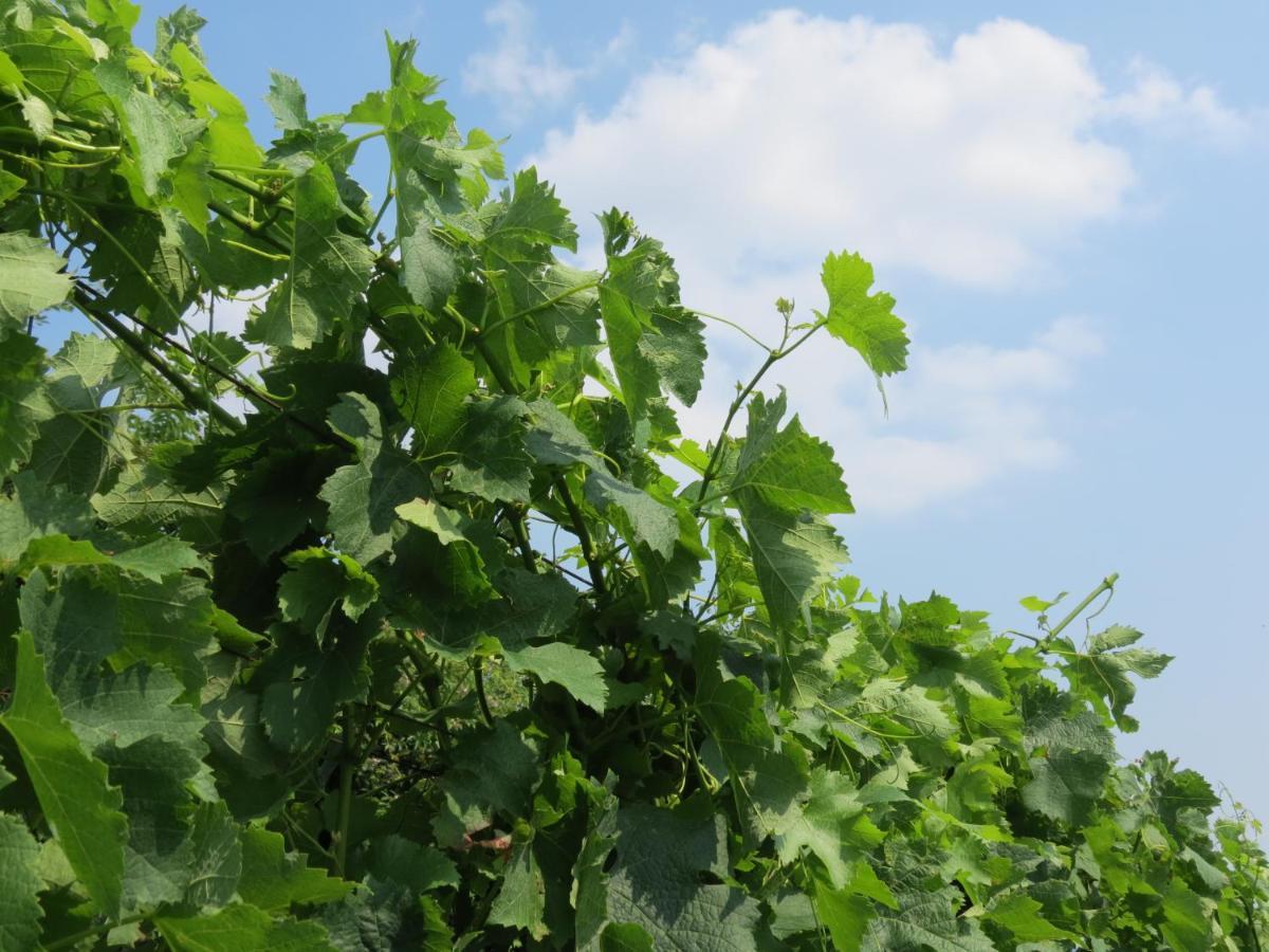 Agriturismo Marco Bergamo Kültér fotó
