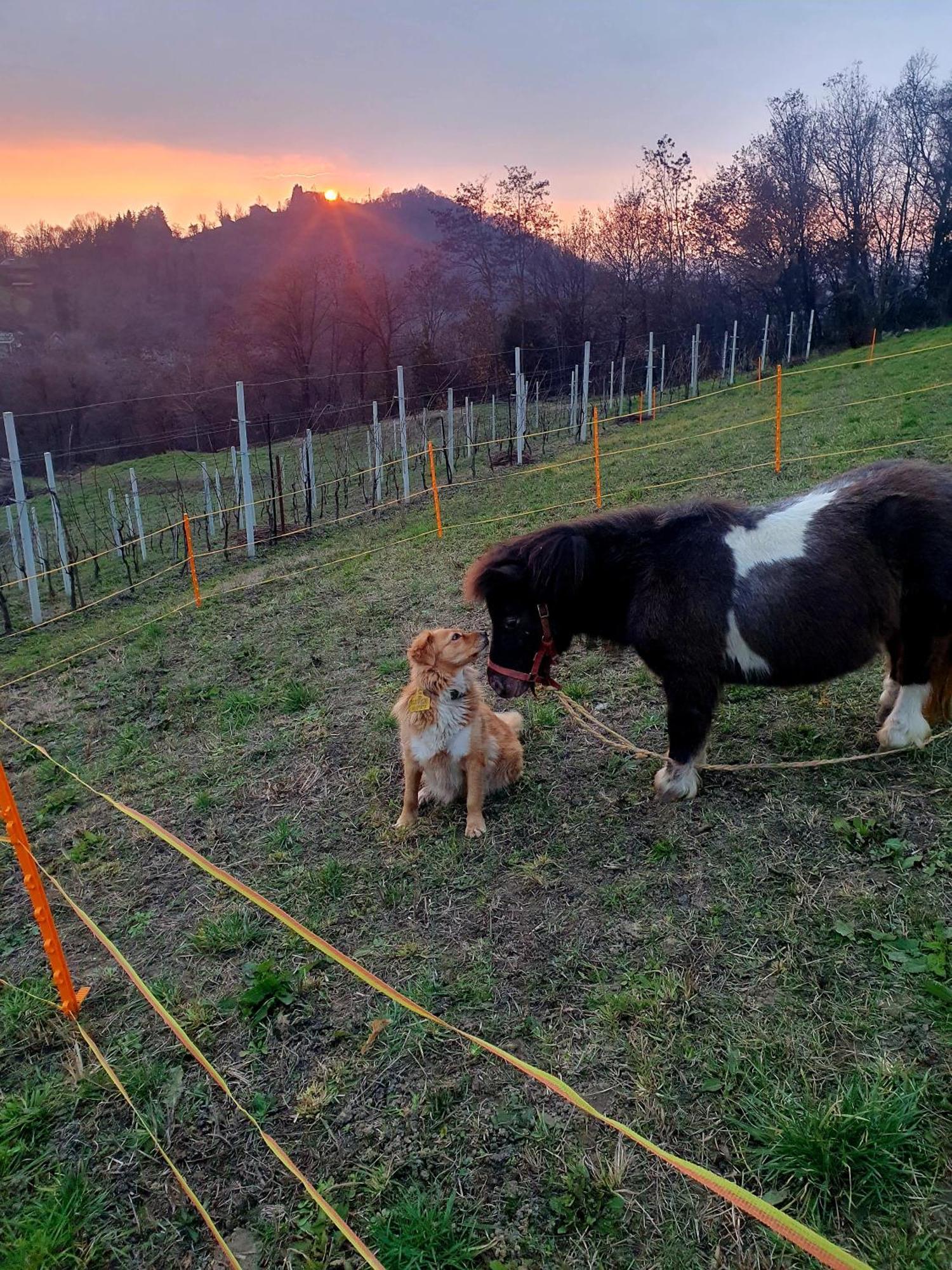 Agriturismo Marco Bergamo Kültér fotó